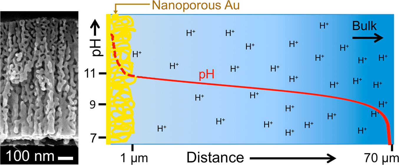 Figure demonstrating the nanoporous gold and the proton concentration gradient.